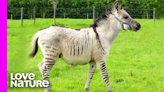 Rare Baby ‘Zonkey’ Born After Zebra Meets Donkey  Oddest Animal Friendships  Love Nature [upl. by Dubenko144]