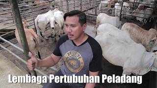 verstyleproduction  Agropreneur Muda Kamarulzaman Abdul Jalil Usahawan Ternakan Lembu [upl. by Kirima218]