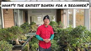 What is the Easiest Bonsai for a Beginner [upl. by Aivad]