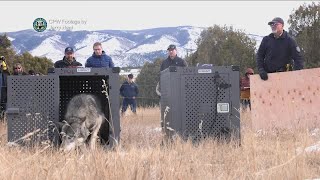 Colorado releases its first 5 gray wolves as part of reintroduction plan [upl. by Nawyt]