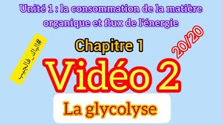 la Glycolyse  la consommation de la matière organique et flux de lénergie [upl. by Valencia]