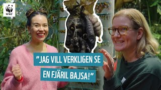 Fantastiska fjärilar  Julias djur [upl. by Kahn]