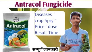 Bayer Antracol fungicide propineb 70 Wp antracol Hindi full details VideoBayer productफंगीसाइड [upl. by Ravert]