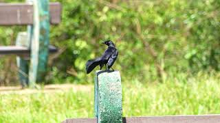 Carib Grackle Quiscalus lugubris lugubris male displaying French Guiana [upl. by Nilknarf]