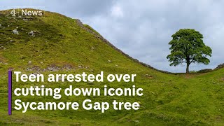 UK’s iconic Sycamore Gap tree cut down by ‘vandals’ [upl. by Meid47]