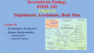 Triploblastic Acoelomates Evolutionary Perspective Platyhelminthes Classification [upl. by Ennaihs]