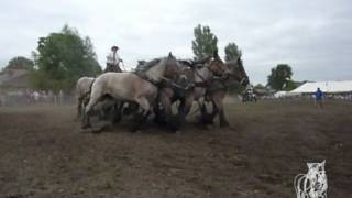 Trekpaarden De Brabander [upl. by Ditzel402]