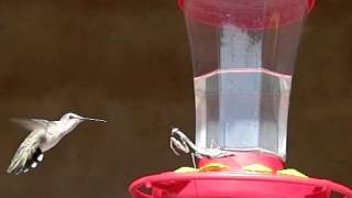 Praying mantis hunting hummingbirds 300fps [upl. by Edithe]