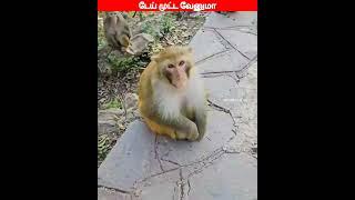 😂🐕🐈கொண்டா சாப்டு பாப்போம் 😂🐕🐈comedyvideosviral trending funnyanimal videos [upl. by Ellered890]