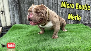 Micro Exotic Bully Update ❗️ [upl. by Annaegroeg132]