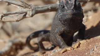 Epic Desert Animals Namaqua Chameleon In His Natural Habitat Namibia 🇳🇦camaleón namaqua [upl. by Luebke373]