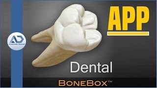 Morfologia Dental BoneBox  Dental Lite App [upl. by Dustin]