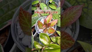 How to use Perlite for your houseplants shorts plantshorts plantcare perlite hydroponics [upl. by Lossa794]