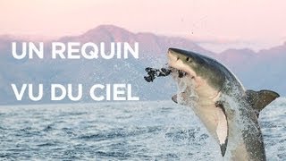 Un requin vu du ciel  le mois des requins [upl. by Gnouhp]