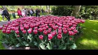 Keukenhof mei 2022 [upl. by Keithley]