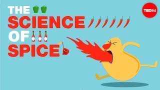 The science of spiciness  Rose Eveleth [upl. by Dulci]