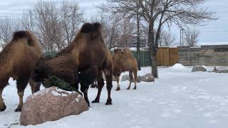 Bactrian Camels in winter [upl. by Mian]