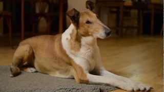 Smooth collies evening at home [upl. by Ruskin227]