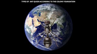 TYPES OF ANT QUEEN ACCORDING TO THE COLONY FOUNDATION [upl. by Elleina536]