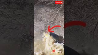 AMAZING This Angler Gets Dragged by a Giant Catfish 😱 shorts [upl. by Moyer]