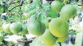 Pomelo Fruit Kambili Naranga  An Important Citrus Fruit [upl. by Lertnahs]