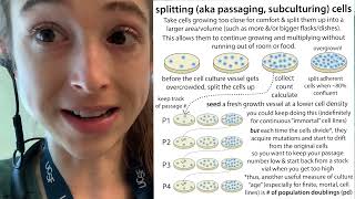 Splitting aka passaging subculturing cells  what why amp how [upl. by Airetnuhs]