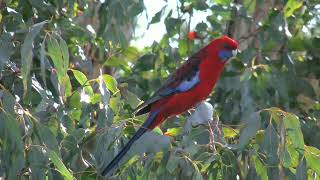 Rosella Roja  Platycercus elegans [upl. by Sahcnip364]