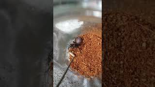 Feeding The Deadly Sydney Funnelweb Spider 4 Atrax Robustus [upl. by Anihc]