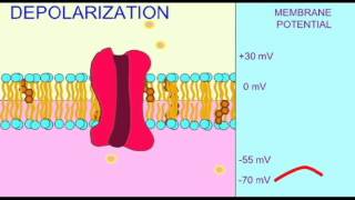 AP1 NEURON DEPOLARIZATION [upl. by Adirem]