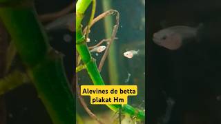 Así están los ALEVINES de bettas 3 semanas shorts [upl. by Richy]