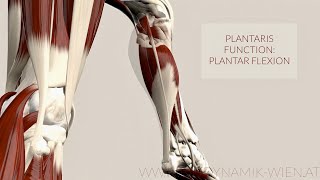 Plantaris Musclefunction Plantar Flexion 3D Animation [upl. by Kort]