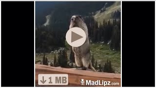 VIDEOZAPPI Video whatsapp marmotta che parla [upl. by Nnayllehs]