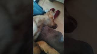 ronflements relax ambience ronflement bruit bruitage fypシ゚viral chien memes [upl. by Arnelle]