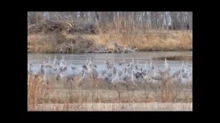 Sandhill Cranes at Hershey Nebraska [upl. by Notsgnik]