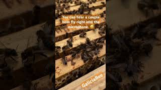 🐝🍯Hardworking ladies Busy prepping for the winter asmr beekeeping beekeeper bees asmrsound [upl. by Yrnehnhoj]