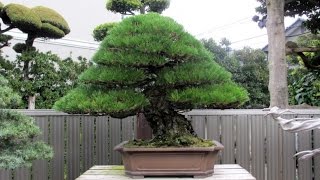 Kimuras Bonsai garden [upl. by Atsugua675]