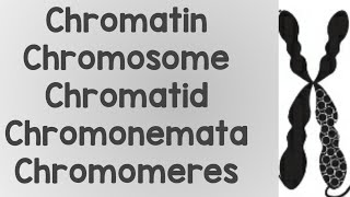 What is Chromatin ChromosomeChromatidChromonemataChromomere [upl. by Dorcas]