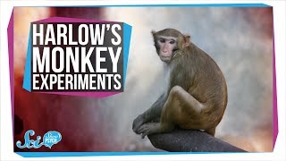 Harlows Horrifying Monkey Experiments [upl. by Jonina70]