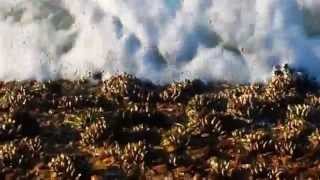 Mussels growing along the seawall in the California surf near San Diego [upl. by Ekyt]