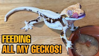 FEEDING MY PET GECKOS Tokays Cresties leaf tails and more [upl. by Htyderem427]