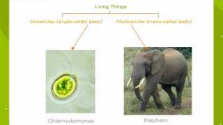 An Introduction To Unicellular And Multicellular Organisms [upl. by Madonna]