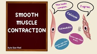 Smooth Muscle Contraction  Excitation Contraction Coupling  Nerve Muscle Physiology [upl. by Bolitho]