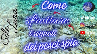 Pescasub Come sfruttare i segnali dei pesci spia Pole Spear Sardegna Spear Fishing [upl. by Arriet]