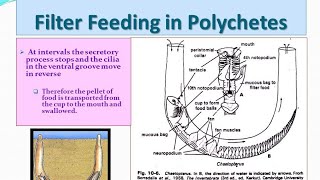 Filter feeding in polychaeta  MSc zoology 1st sem  Hindi notes [upl. by Erodaeht499]