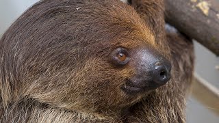 Meet Josie The TwoToed Sloth [upl. by Chloette102]