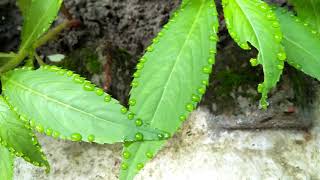 Amazing guttation on Dopati leaf [upl. by Alisun936]