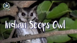 Indian Scops Owl Call [upl. by Llennor127]