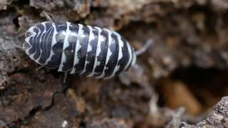 Armadillidium maculatum [upl. by Iden734]