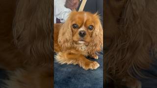 Cavalier King Charles Spaniel protecting a newborn baby and owner [upl. by Anial]