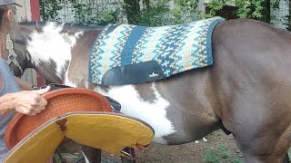 Adult Beginner Horse Riding Lessons  Saddling  How to put on a Western Saddle with a back cinch [upl. by Nauqan]